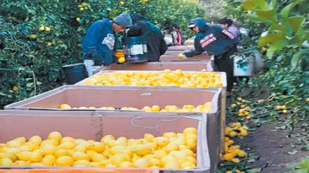 En Oruro investigan dos casos de bolivianos explotados laboralmente en Chile: trabajaban más de 18 horas sin pago En Oruro investigan dos casos de bolivianos explotados laboralmente en Chile: trabajaban más de 18 horas sin pago