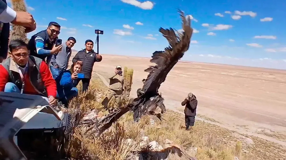 El buitre J’acha vuelve a surcar los cielos de Oruro
ABI