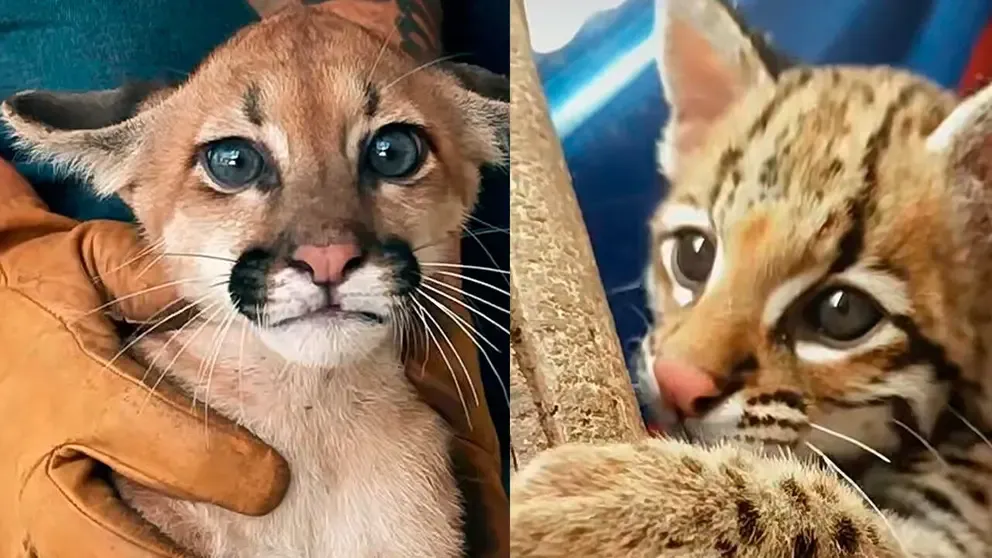 Rescatan a Mufasa y Aurelio, un puma y ocelote que eran retenidos como mascotas