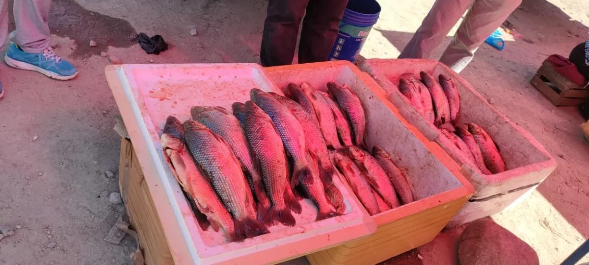 ¡El sábalo de Villa Montes ya está en Tarija! Conozca los precios y variedades para esta temporada