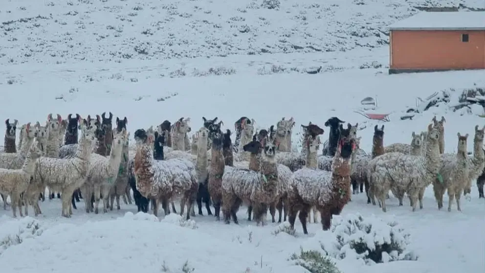 Nevadas cubren municipios en Potosí con hasta 15 cm de nieve y amenazan al ganado